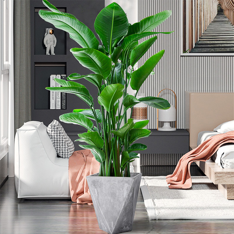 天堂鸟盆栽客厅室内好养大型花卉绿植办公室轻奢绿色植物鹤望兰