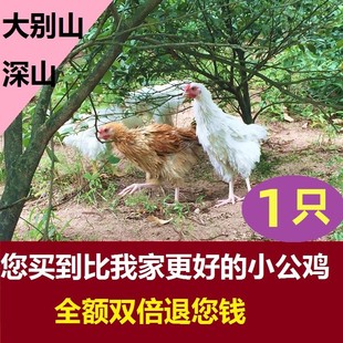 1只增加身高农家散养未打鸣童子鸡小公鸡刚打鸣土鸡没下蛋小母鸡