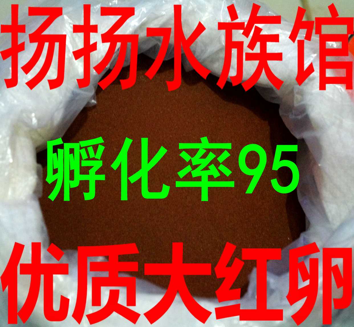 新货可渔场丰年虾卵卤虫卵 渔场率95%孵化饲料鱼苗开口优质在类目 宠物/宠物食品及用品, 水族世界, 观赏鱼饲料中 - 来自Buy2taobao.com提供专业的淘宝代购服务