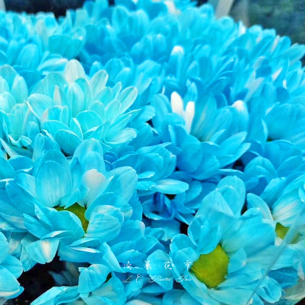 乒乓菊染色小雏菊可爱球球花鲜g花水养插家用花束顺丰包邮北京速