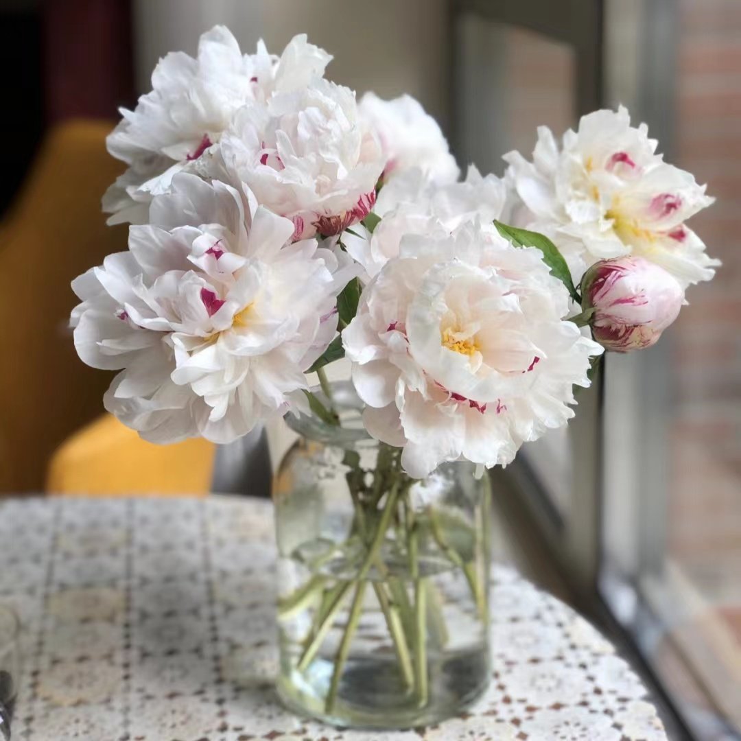 芍药鲜花重瓣油画牡丹鲜花花束家庭插花水养办公室基地直发包邮