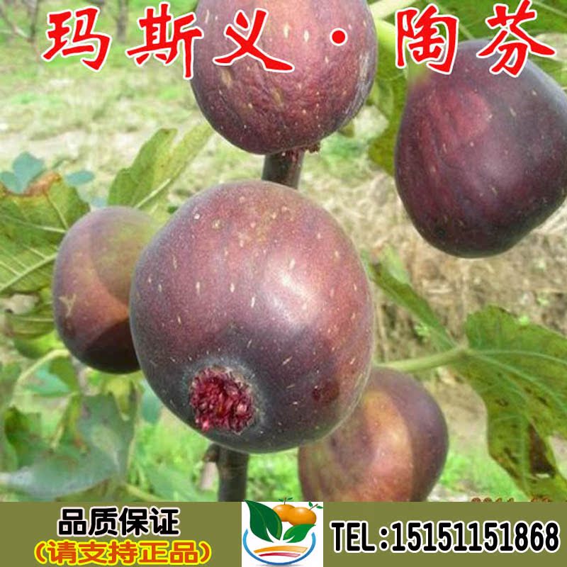 Fig trees Potted plant Masi Oberstaufen Fig seedlings South North plant Then Resultin the Flower delivery/Flowers simulation/Plants gardening , Garden Plants/Trees/Fruit tree, Fruit tree category - from Buy2taobao.com to provide professional Taobao agent buy service