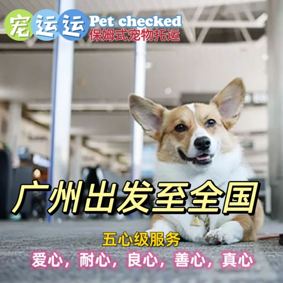 广州广东全境宠运运宠物托运狗狗猫咪出行活动体运输航空箱实体