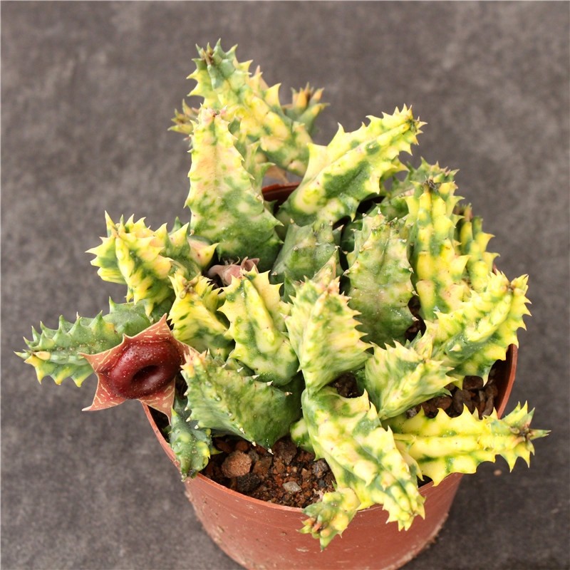 大花犀牛角锦稀有开花甜甜圈多肉植物小盆栽 萝藦科好养无刺肉肉