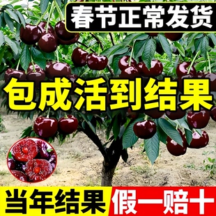 正宗车厘子树苗南方北方地栽矮化黑珍珠嫁接果树黑珍珠特大樱桃苗