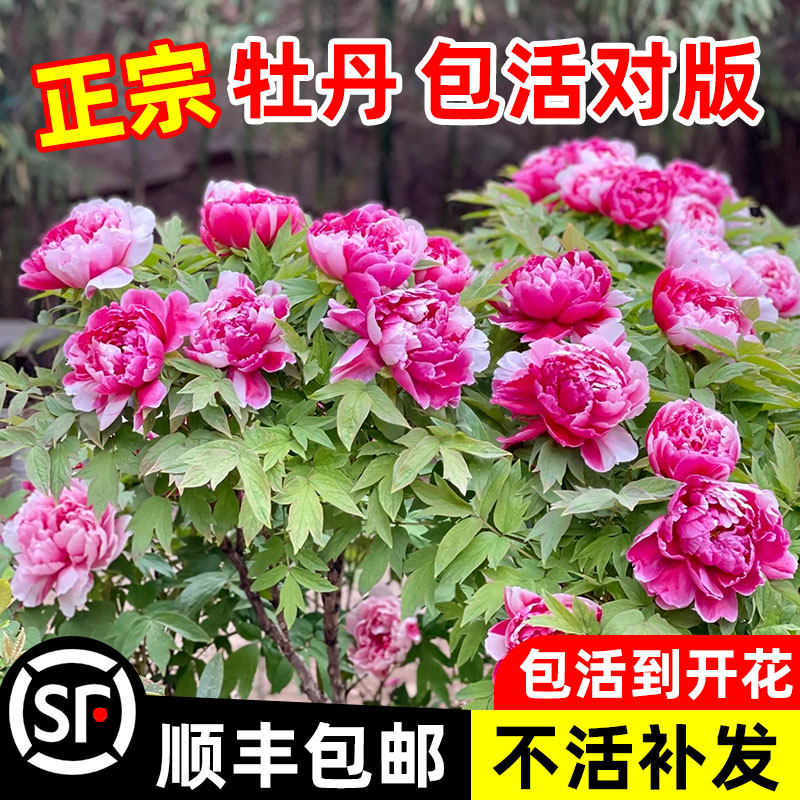 牡丹花苗盆栽特大苗正宗洛阳观赏菏泽