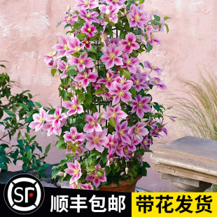 铁线莲爬藤植物耐寒好养绿植花卉盆栽花苗乌托邦庭院阳台四季开花