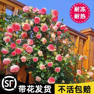 蔷薇花苗藤本月季庭院爬藤植物特大花种阳台花卉四季开花玫瑰盆栽