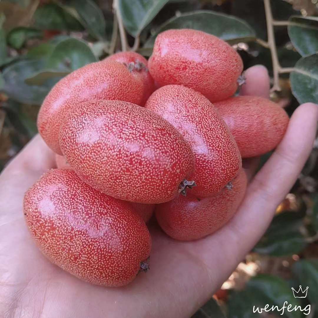 临沧羊奶果 1斤新鲜水果 野生酸甜牛奶果胡秃子牛虱子果 酸果子