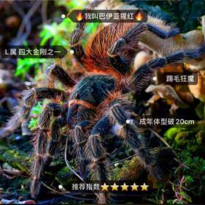 网红宠物蜘蛛爬虫巴西所罗门金直间智利火玫瑰温顺好养巴伊亚猩红