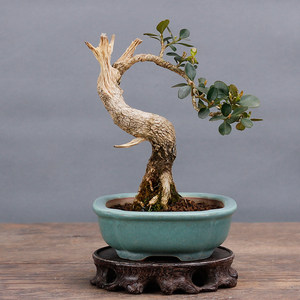 微型盆景精品小品图片