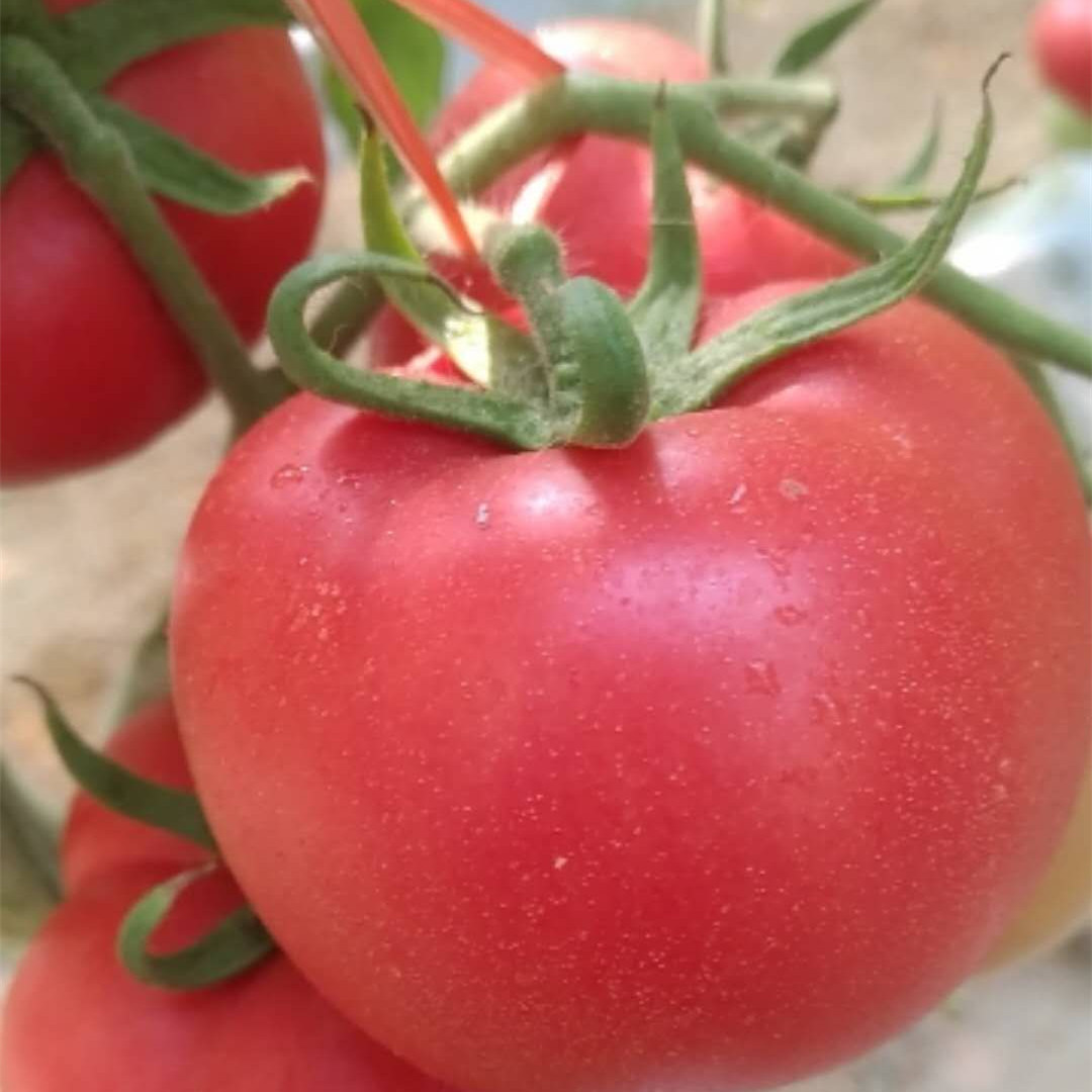 农家新鲜沙瓤西红柿 当季新鲜5斤柿子自然熟蔬菜水果粉色番茄