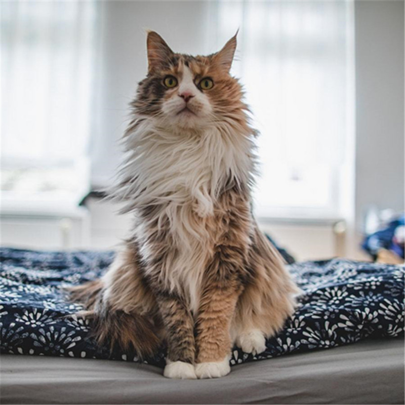 大型缅因猫幼猫活体纯种宠物猫活物挪威森林猫黑棕红银虎斑猫咪