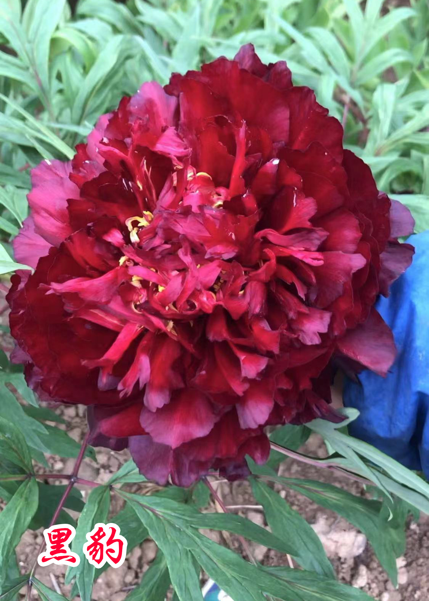 观赏牡丹牡丹花花苗黑豹绿植