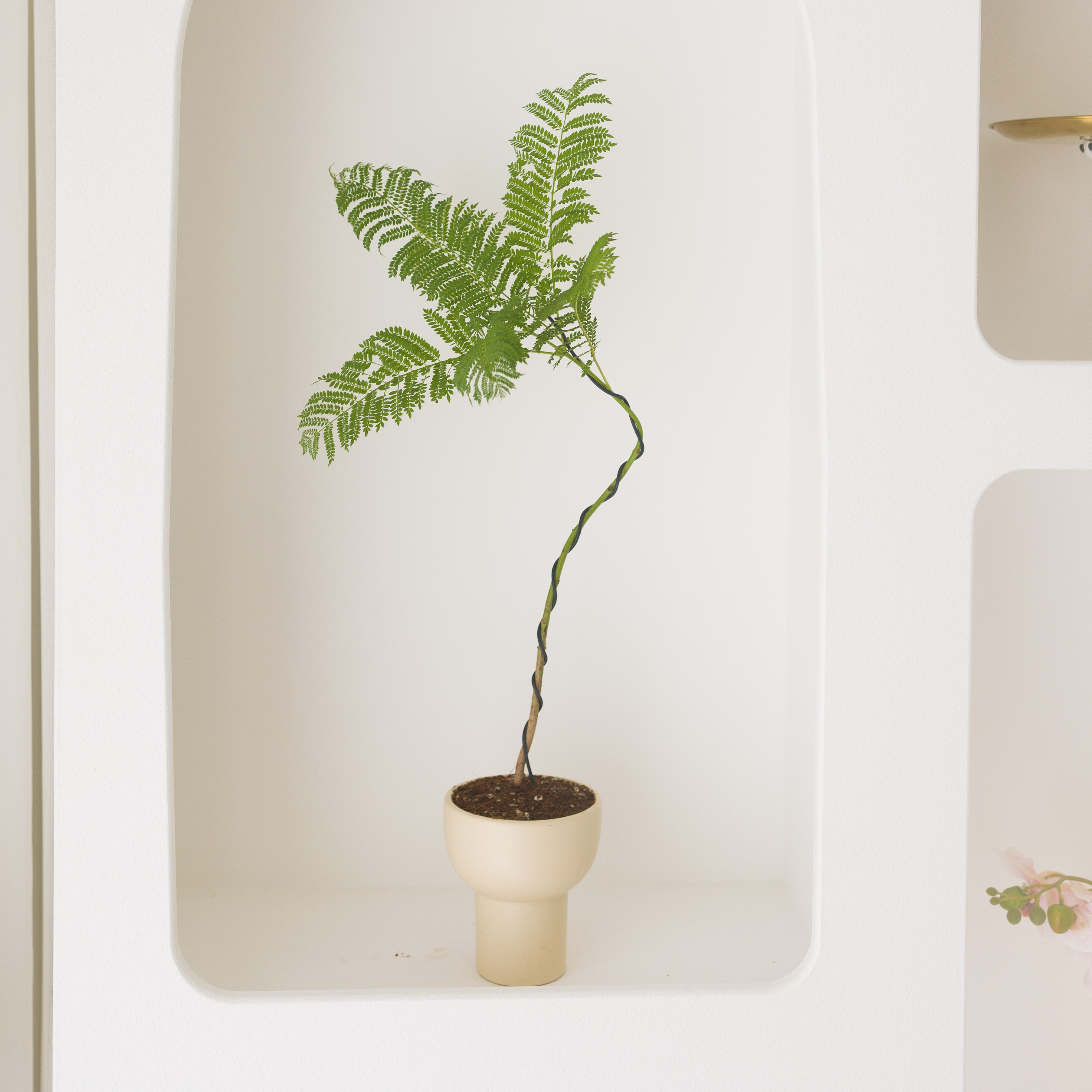 蓝花楹树苗盆栽室内绿植办公室客厅造型植物花卉北欧网红盆景开花