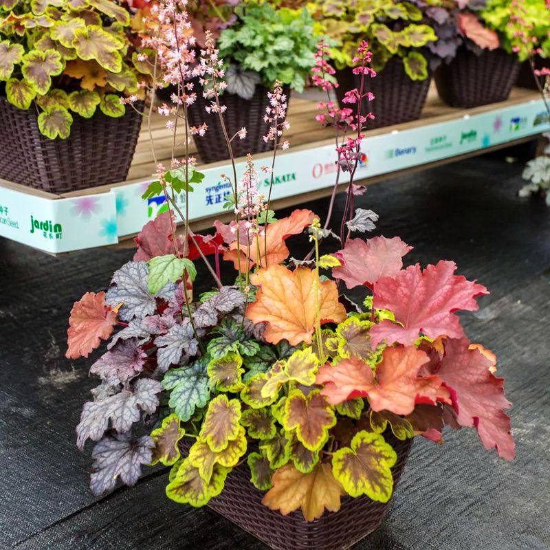 120#大苗矾根植物盆栽四季变色观叶绿植庭院阳台冬季耐寒花卉易养