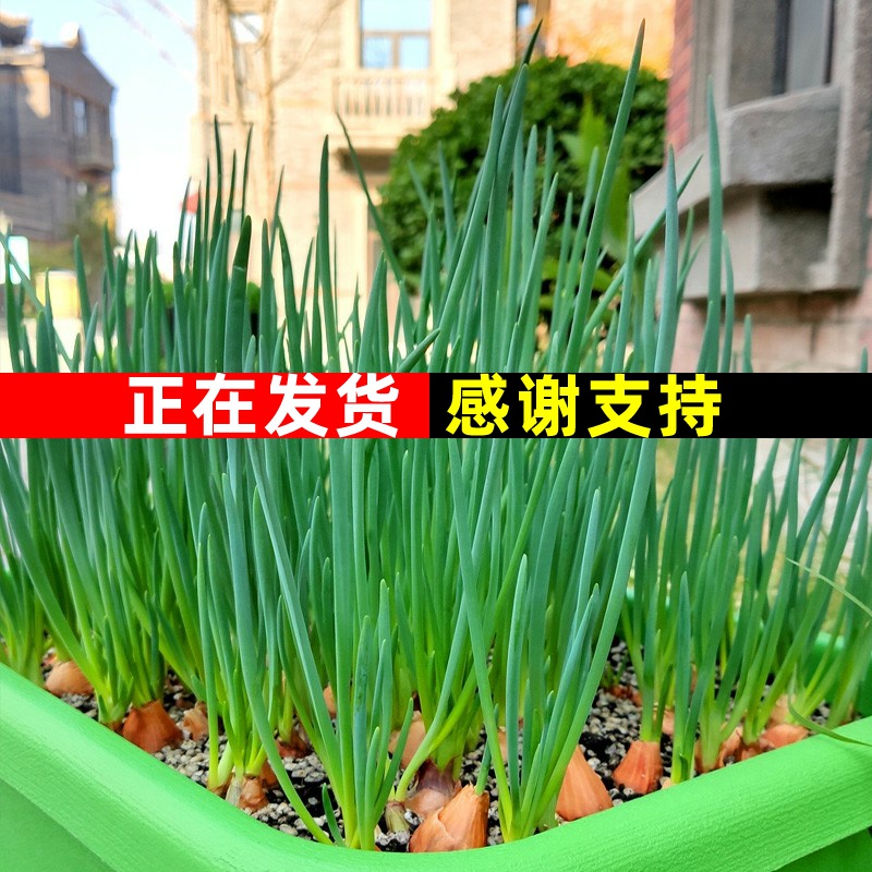 四季小香葱种头500g食用葱籽火葱红头葱苗蔬菜子葱苗小葱广东红