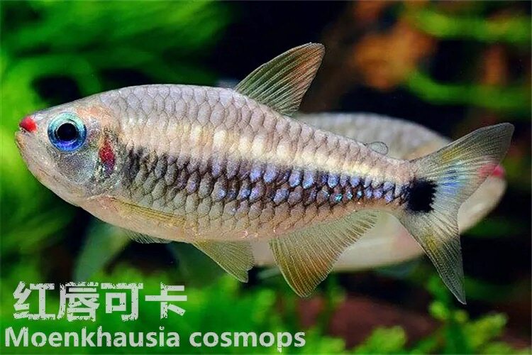 可卡灯鱼品牌精品汇聚_价格大全 pc版 -最宠网