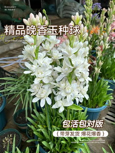 晚香玉种球盆栽重瓣夜来香花种香水百合浓香型鲜花卉苗庭院绿植物