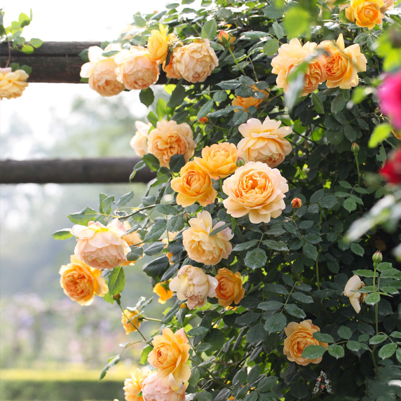 新品月季花苗蜂蜜焦糖藤本月季欧月阳台庭院浓香四季盆栽开花