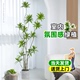 仿真绿植高端轻奢百合竹客厅大型植物盆栽仿生室内落地高级感装饰