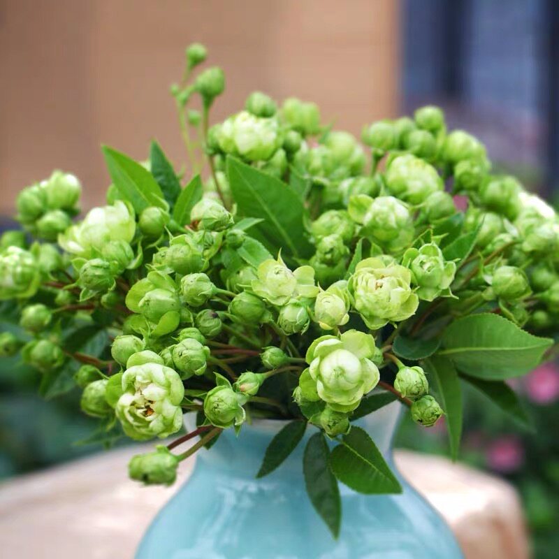 新品日月微型月季 闪电 艾克莱尔 绿色月季花 多头丰花