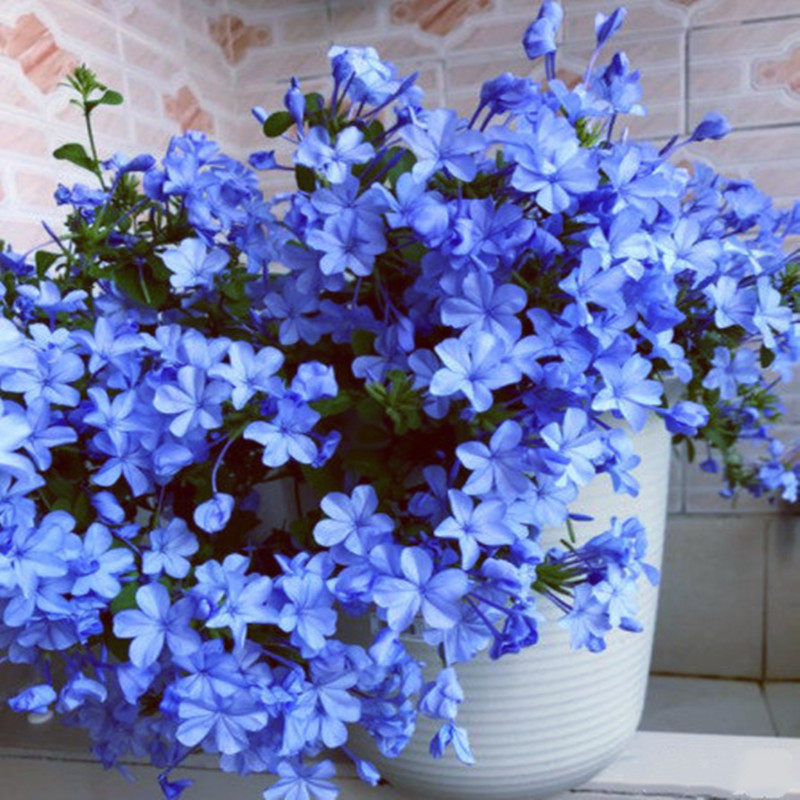 蓝雪花盆栽