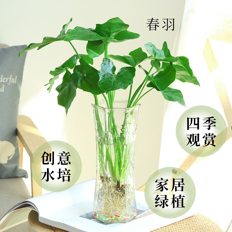 春羽绿植盆栽室内花卉水养水生好养龟背竹办公室竹柏春雨水培植物