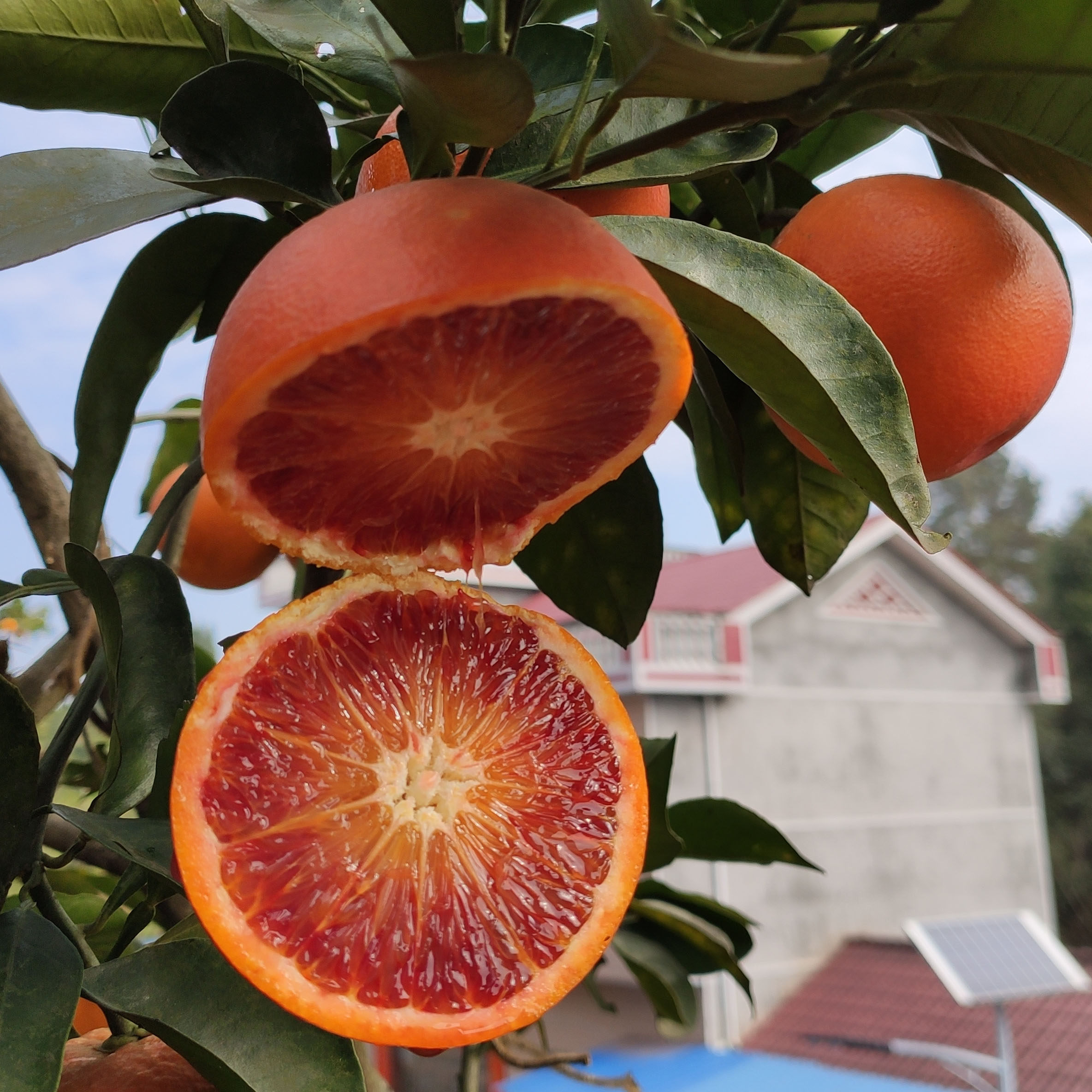 特价塔罗科血橙新鲜水果