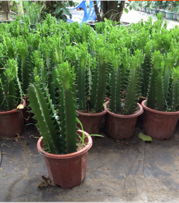 红绿龙骨 巴西龙骨 桌面小盆栽 多肉植物 柱状仙人掌桌面绿植包邮_不