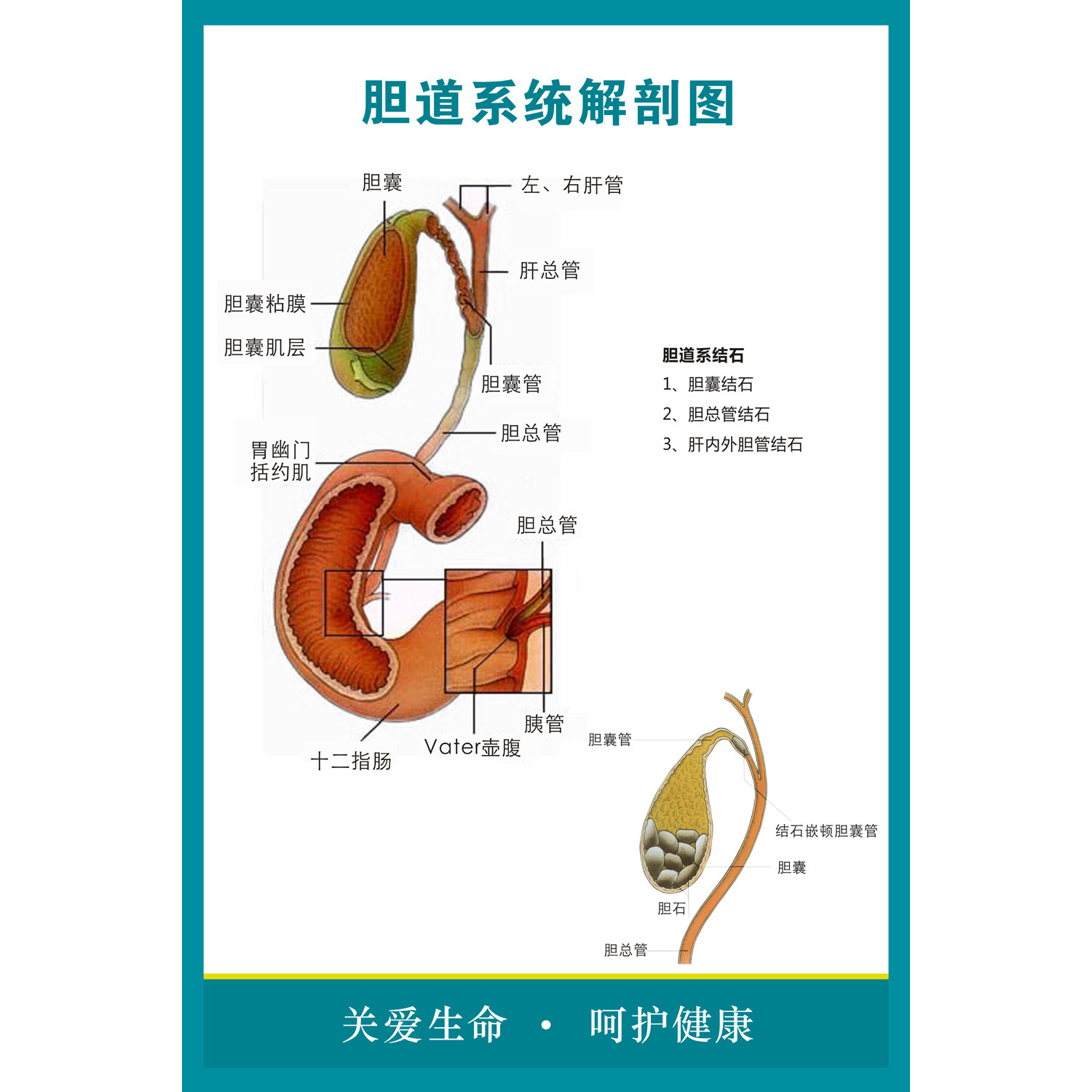 科室解剖医院胆道系统示意海报人体消化系统装饰写真