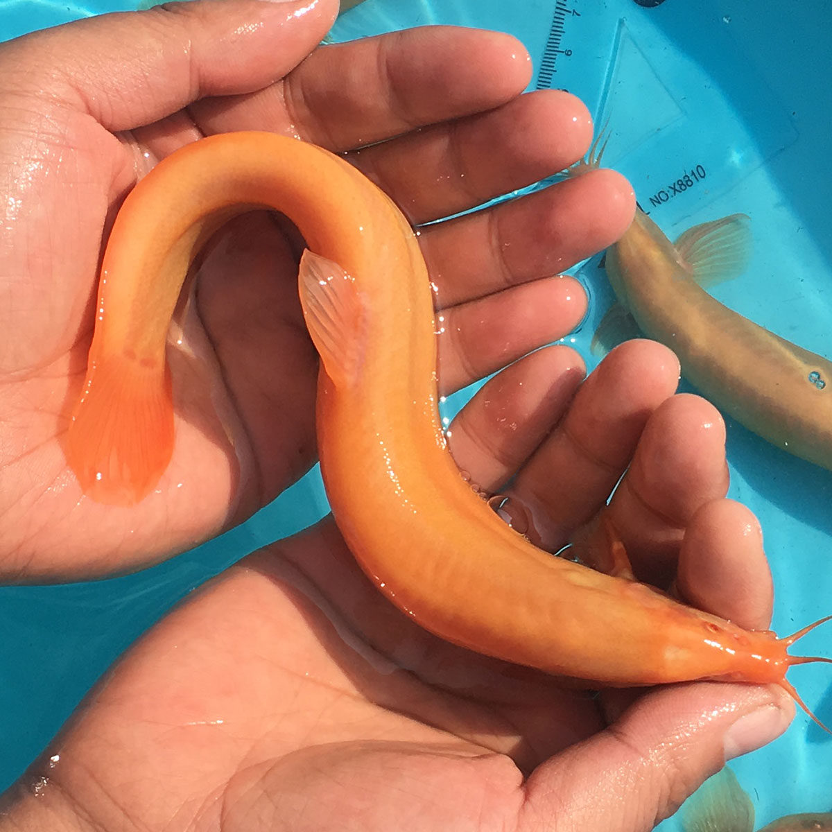 风水宠物黄金红泥鳅活体冷水招发财清道夫吃垃圾除藻苔好养观赏鱼