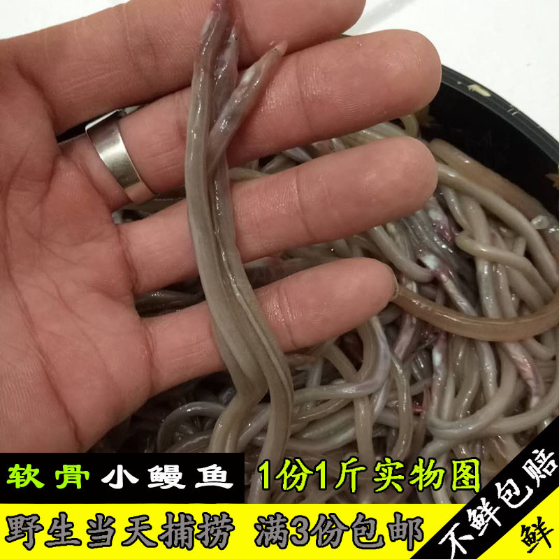 野生软骨鳗鱼苗当天捕捞当天发货小鳗鱼新鲜海捕油鳗无需清理