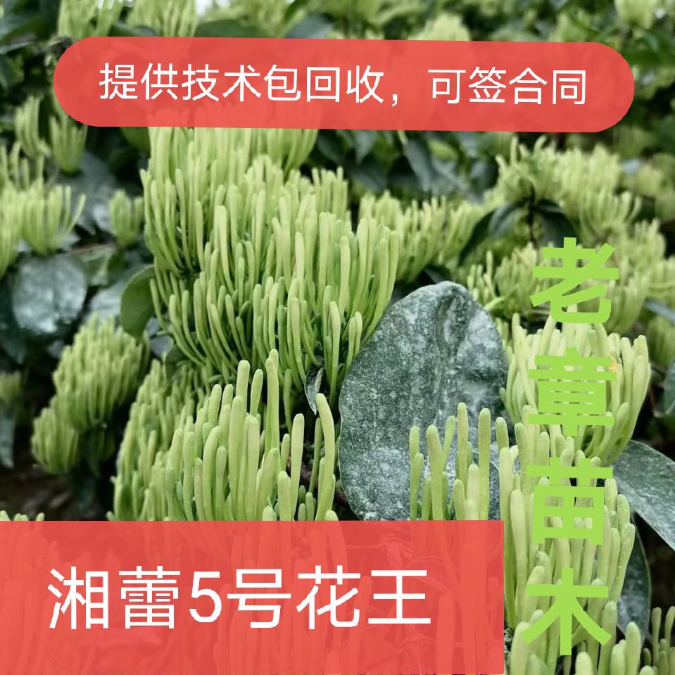 100棵湖南金银花苗湘蕾5号金银花