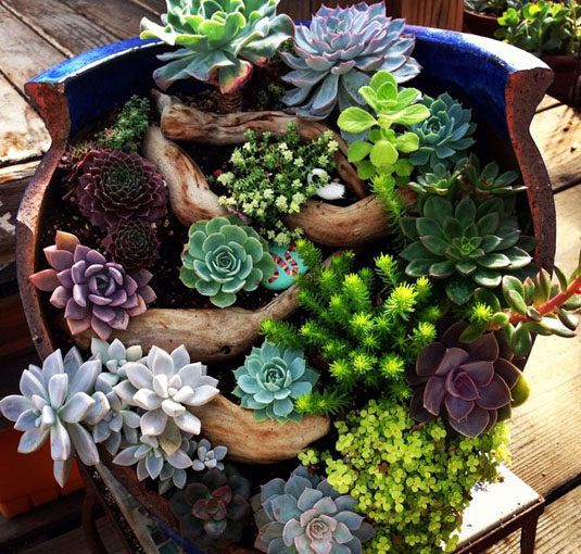 多肉植物盆栽室内绿植花卉组合生石花静桃蛋办公室微景观盆景