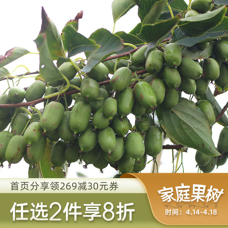 虹越软枣猕猴桃树果苗果树苗庭院盆栽地栽耐寒爬藤水果苗活苗北方