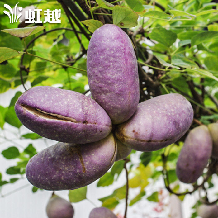 虹越园艺家植物 木通进口p9盆栽苗木 阳台庭院可地栽果树苗 预售