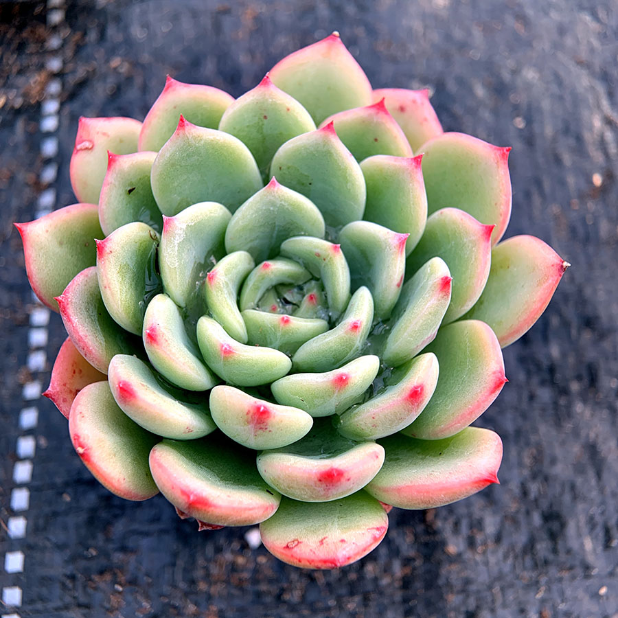 三文鱼 景天科 多肉植物 满38包邮