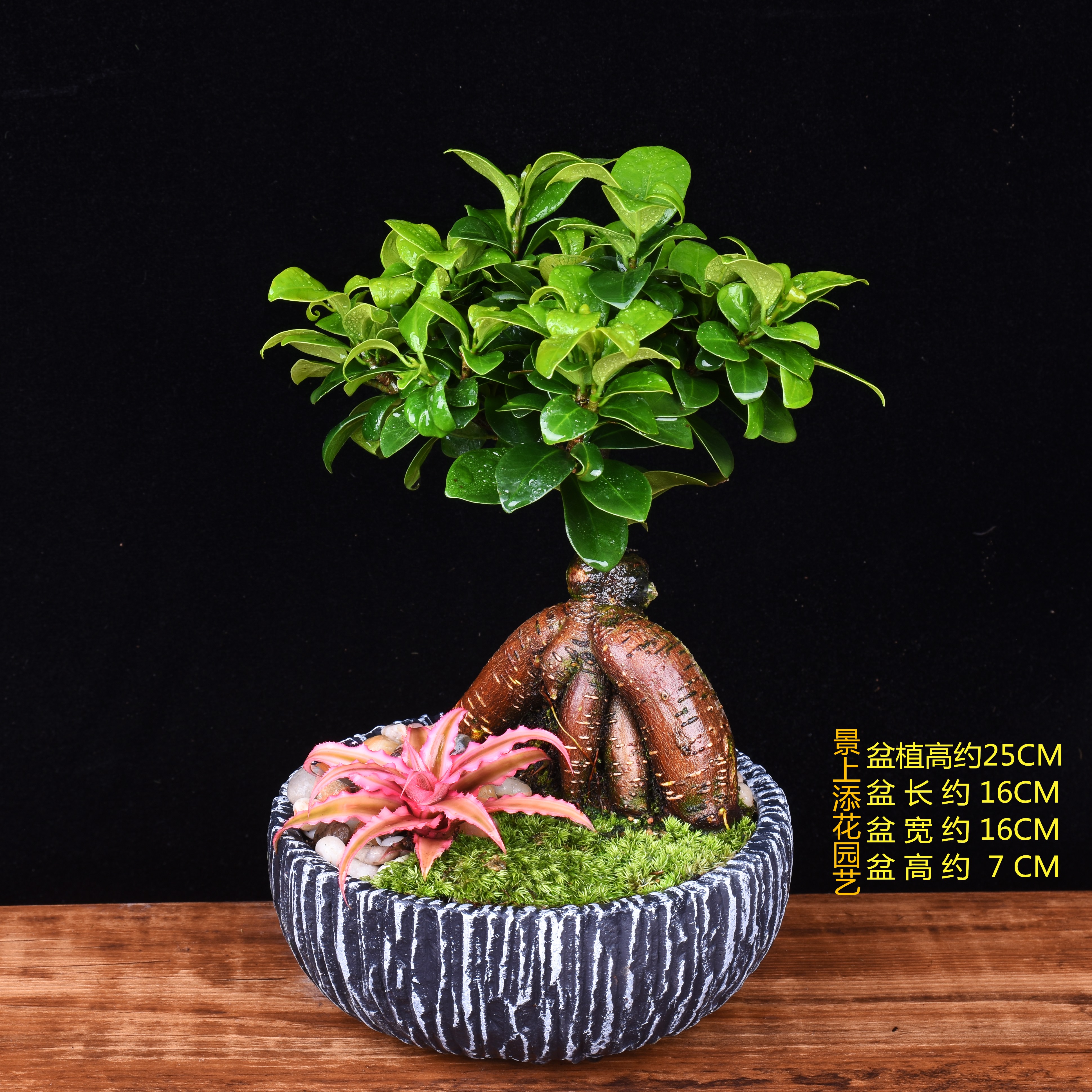 小叶榕树盆栽植物室内四季常青花卉净化空气绿色盆景好养客厅花草