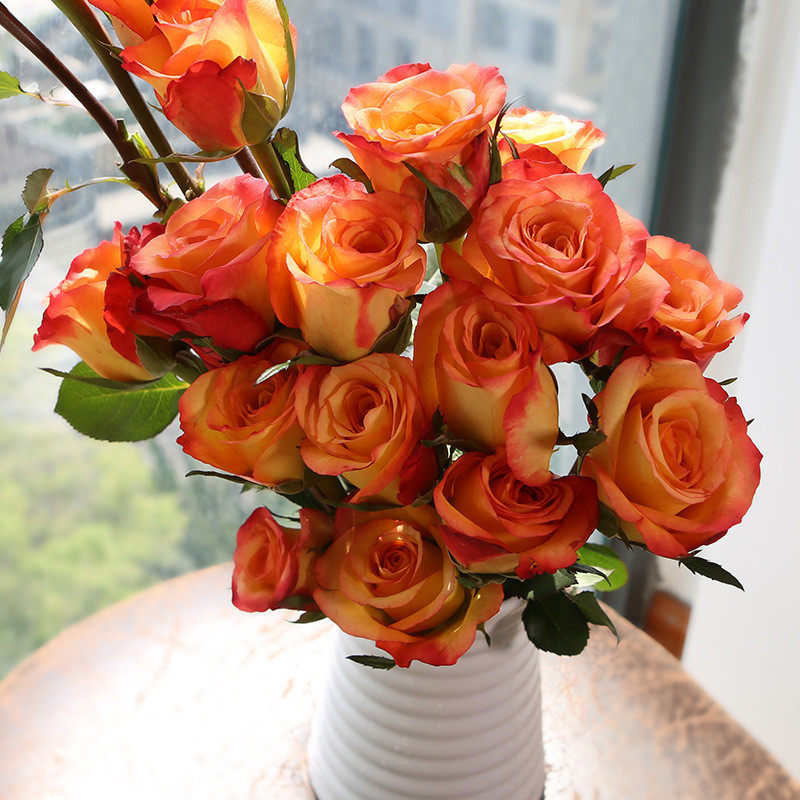 【金辉玫瑰花苗】复色大花切花月季苗阳台庭院花卉盆栽观花植物苗