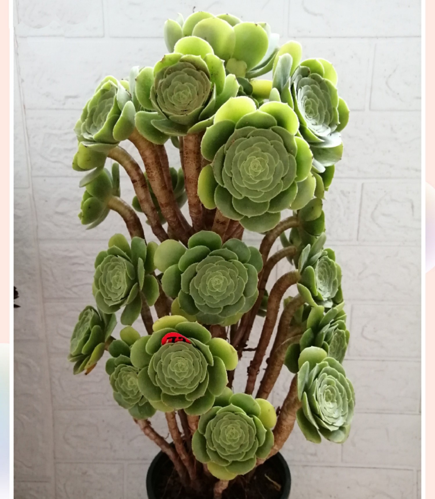 【多肉法师】 绿羊绒 绿玫瑰法师 老桩棒花多肉 一物一拍所见所得