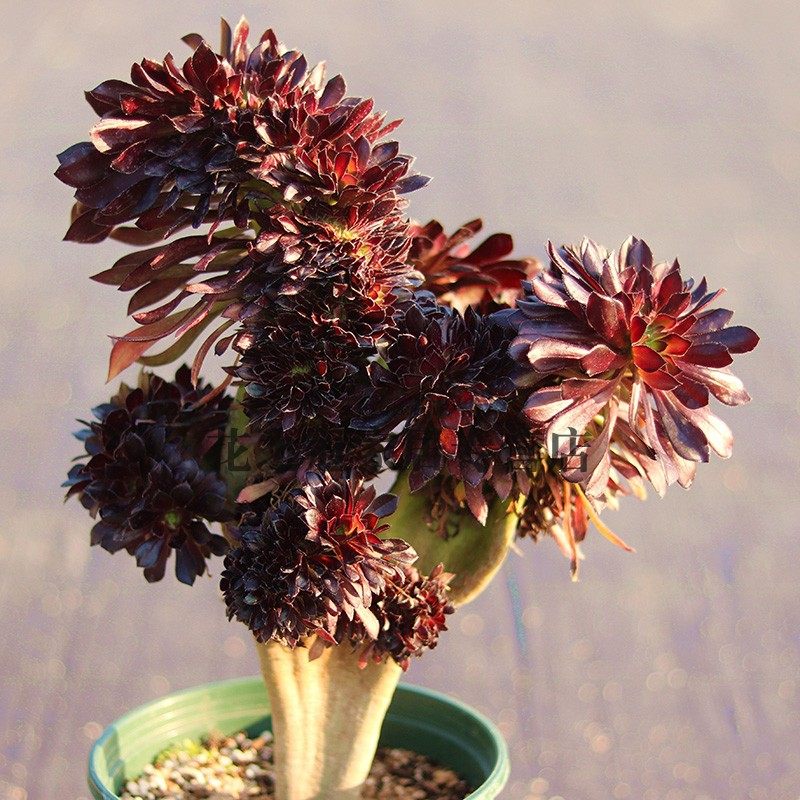 法师老桩多头法师多肉黑法师墨法缀化巨型植物法师盆栽缀化