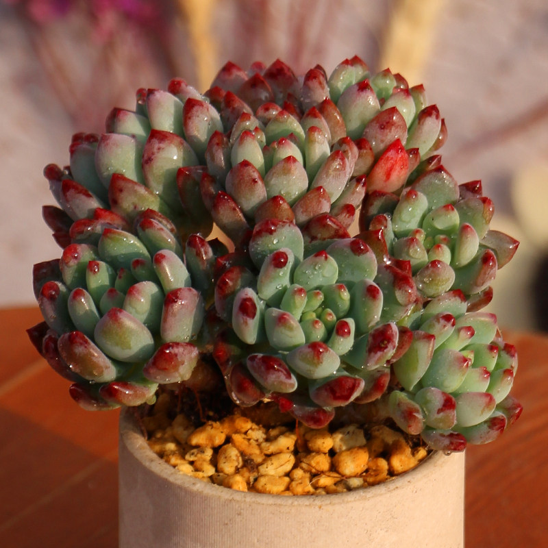 多肉植物蓝精灵老桩带杆子蓝苹果肉肉植物室内花卉盆栽稀有品种