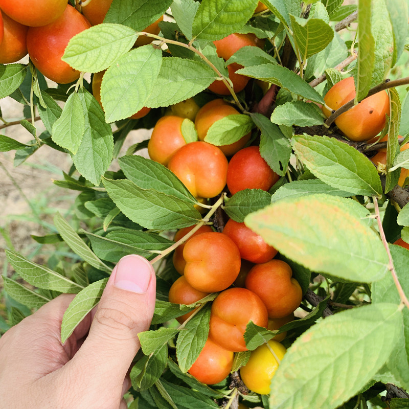 钙果苗钙果苗树苗欧李苗