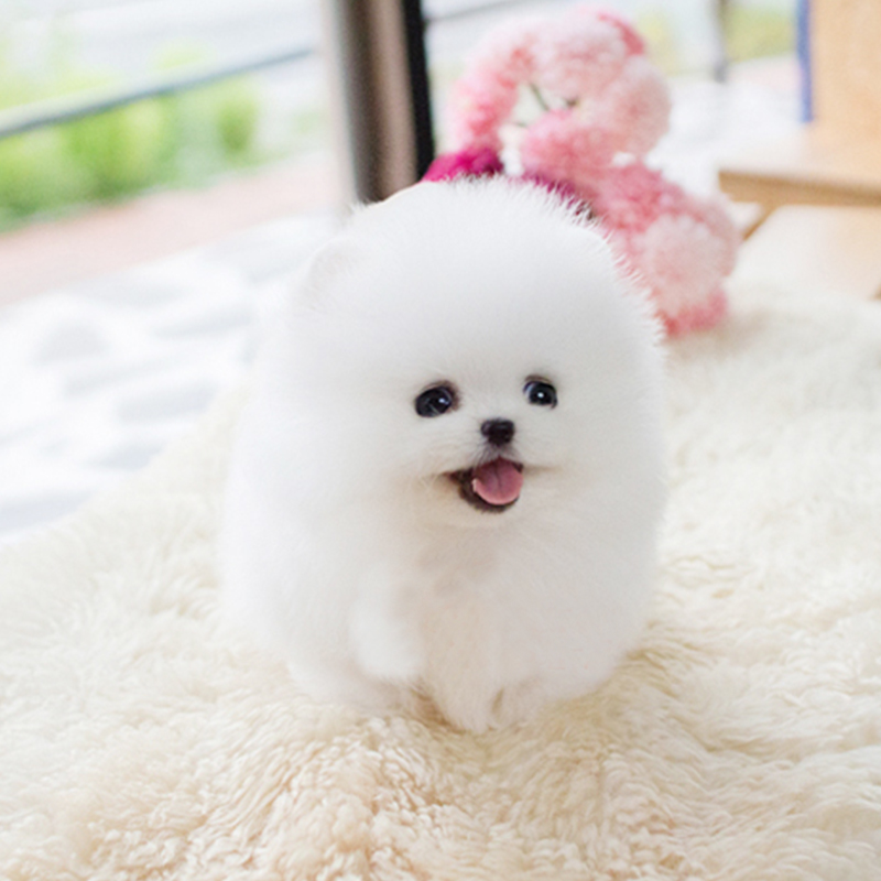 纯种博美幼犬活体长不大茶杯迷你犬小型动物俊介家养宠物活物狗狗|msdalam kategori haiwan peliharaan/makanan haiwan dan bekalan, Haiwan peliharaan Life Services, Pet Training - dari Buy2taobao.com untuk memberikan perkhidmatan ejen Taobao profesional membeli