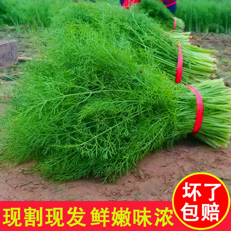 现货 茴香菜4斤新鲜包邮鲜嫩小茴香菜荤香苗山东绿色蔬菜回香苗水