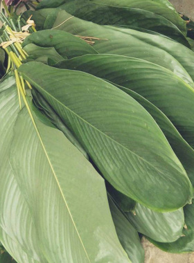 海南粽子叶儋州大粽叶新鲜柊叶现摘一把50张左右大小号同广西棕叶