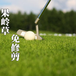 果岭草草籽孑高尔夫球场别墅绿化高档种子耐寒耐旱耐践踏四季常青