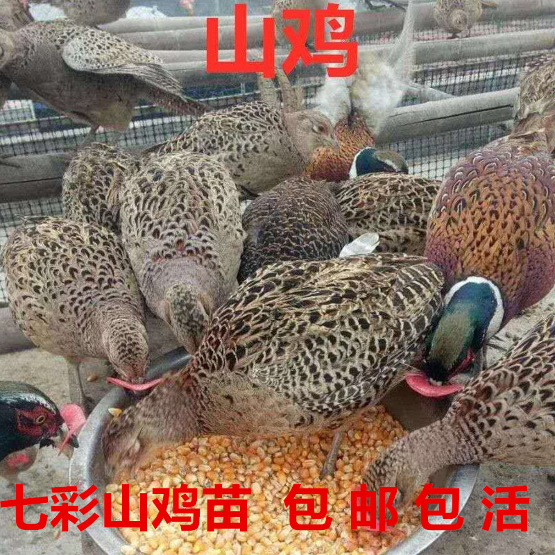 农家散养山鸡半大七彩山鸡脱温苗成品鸡包邮活体发货小活山鸡母鸡