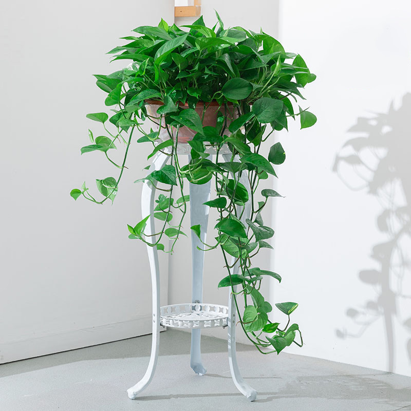 (今日3.6折)大盆长藤绿萝办公室内吸除甲醛净化空气大叶绿萝植物花卉